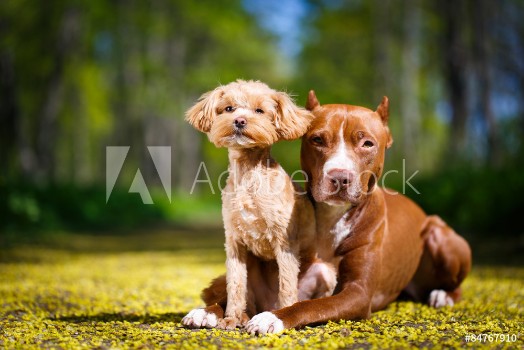 Bild på American Pit Bull Terrier